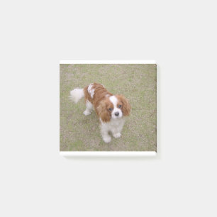 Bloco De Notas cheio Cavalier-rei-charles-spaniel