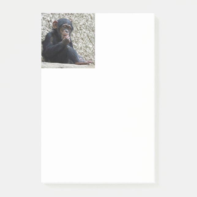Bloco De Notas Chimpanzee 013 (Frente)