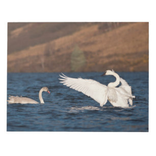 Bloco De Notas Cisne do Flapping