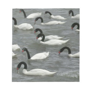 Bloco De Notas Cisnes de pescoço preto (Cygnus melancoryphus)