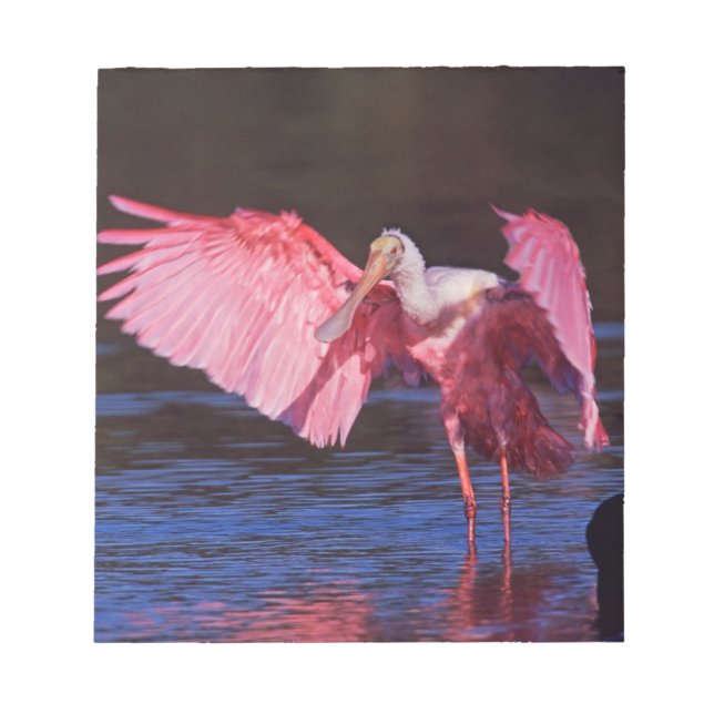 Bloco De Notas Colhereiro Rosado (Ajaia ajaja) com Cormorão (Frente)