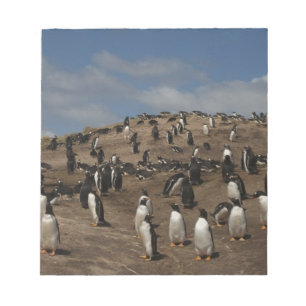Bloco De Notas Colônia de Pinguim Gentoo (Pygoscelis papua) no Oe