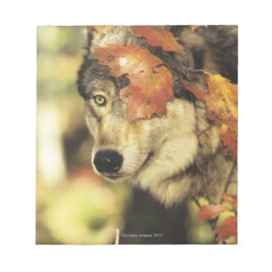 Bloco De Notas Cor do outono do lobo (lúpus de Canis)