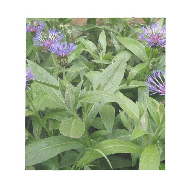 Bloco De Notas Cornflower Notepad (Frente)