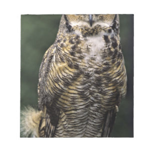 Bloco De Notas Coruja-americana (Bubo virginianus), corpo inteiro
