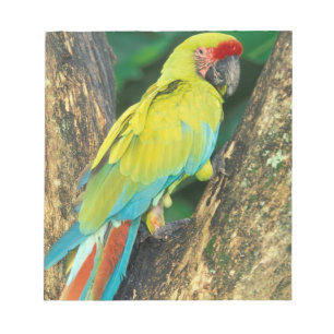 Bloco De Notas Costa Rica, Arara Ambigua, Grande Arara Verde.