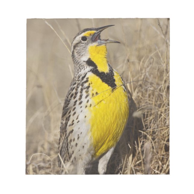 Bloco De Notas Cotovia-de-barriga-amarela (Sturnella neglecta) (Frente)