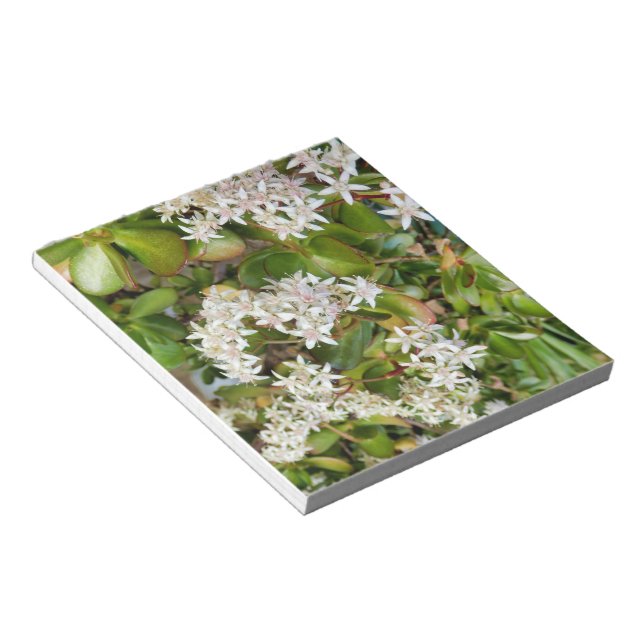 Bloco De Notas Crassula ovata (Inclinado)