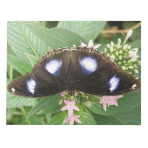 Bloco de Notas de Borboleta Azul