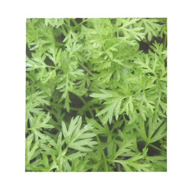 Bloco de Notas de Cenoura (Frente)