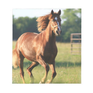 Bloco de notas de galope do cavalo da castanha