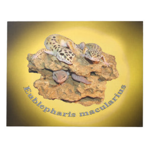 Bloco De Notas Design do geco do leopardo para tudo!
