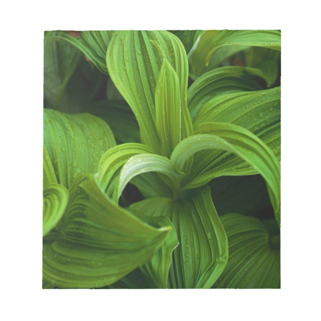 Bloco De Notas Dewdrops em um Falso Helaborado (Frente)