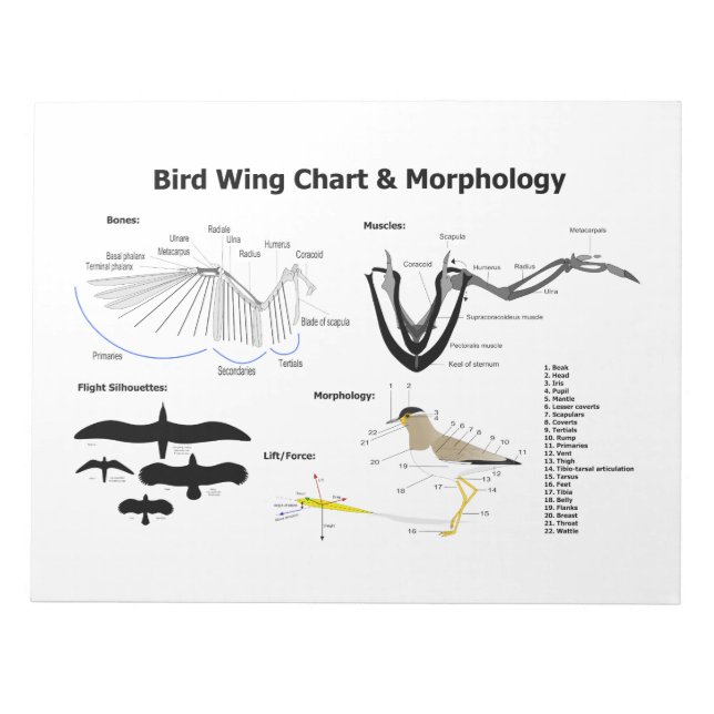Bloco De Notas Diagrama da Anatomia das Asas das Aves (Frente)