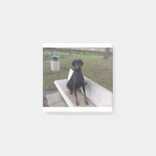 Bloco De Notas doberman pincher sentado