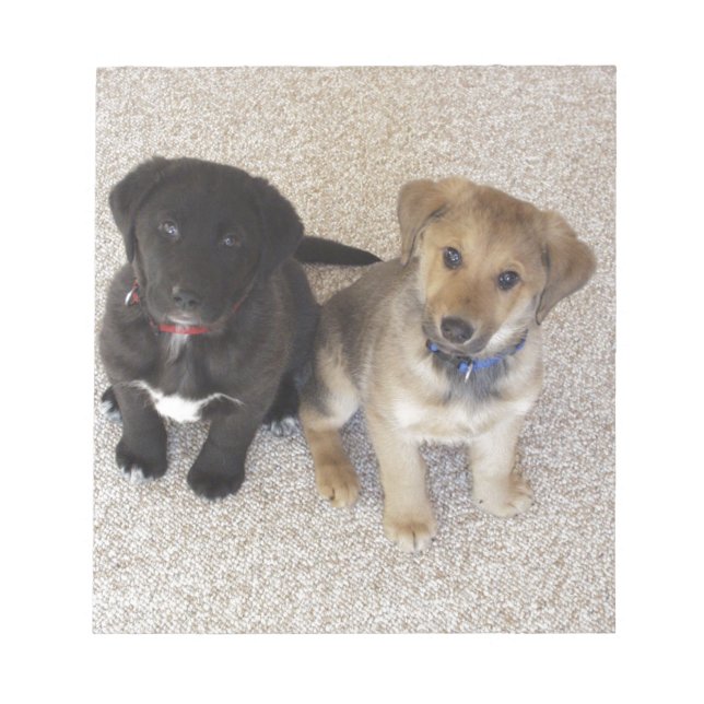 Bloco De Notas Dois Cute Labrador Puppies (Frente)