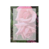 duas flores de rosa rosa-quente perfeitas. amor