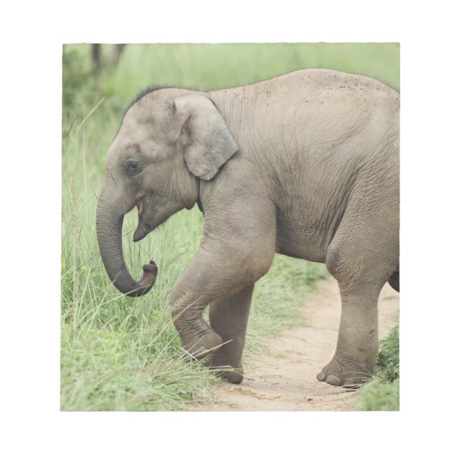 Bloco De Notas Elefante bebê seguindo a mãe, Corbett (Frente)