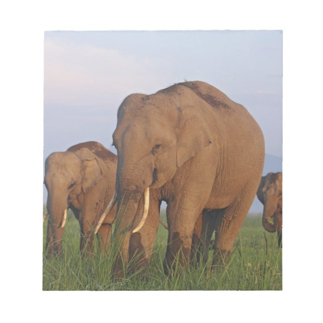 Bloco De Notas Elefantes Indianos na Grassland (Frente)