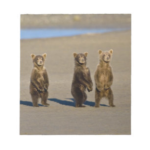 Bloco De Notas EUA. Alasca. Filhotes de Urso Pardo Costeiro