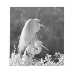 Bloco De Notas EUA, Flórida, Excelente Egret (Ardea alba) infrave