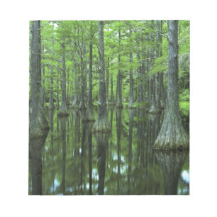 Bloco De Notas EUA, Flórida, Floresta Nacional de Apalachicola, 