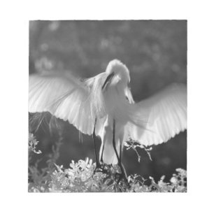 Bloco De Notas EUA, Flórida, Garça-branca-grande (Ardea alba) inf