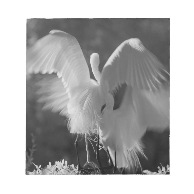 Bloco De Notas EUA, Flórida, Garça-branca-grande (Ardea alba) inf (Frente)
