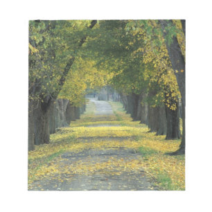 Bloco De Notas EUA, Kentucky, Louisville. Estrada arborizada em