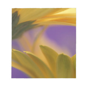 Bloco De Notas EUA, Pensilvânia. Gerbera Daisies amarelas, close