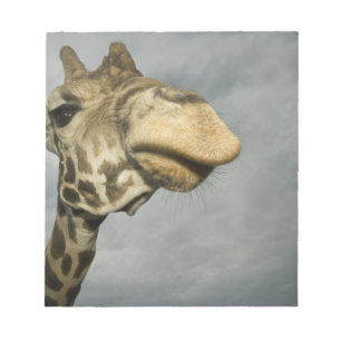 Bloco De Notas EUA, Texas, Fossil Rim Wildlife Area, girafa