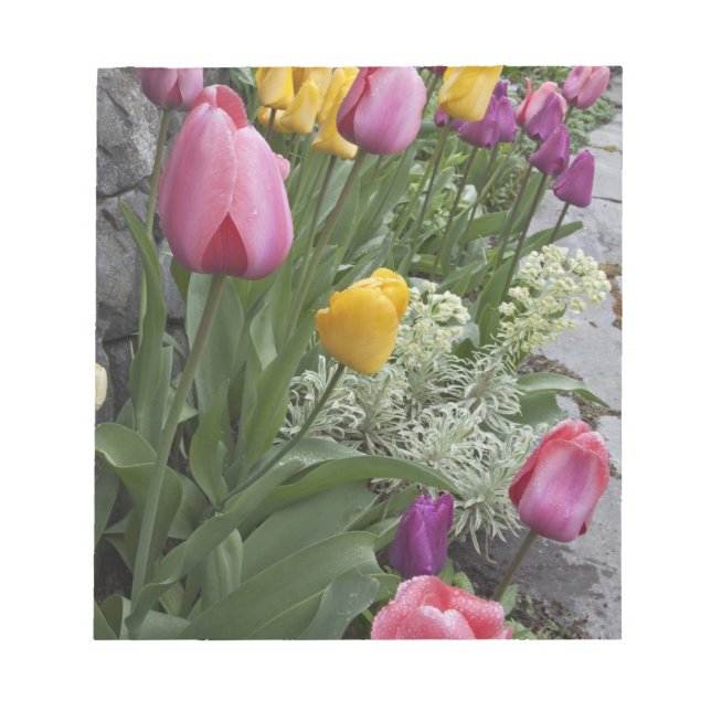 Bloco De Notas EUA, Washington, Seabeck. Tulipas alinham jardim (Frente)