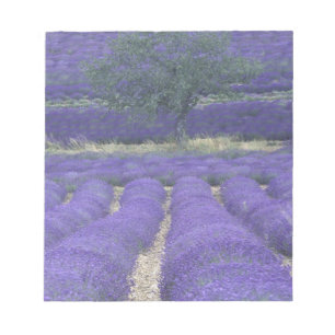 Bloco De Notas Europa, França, Provença, Sault, Campos de lavanda
