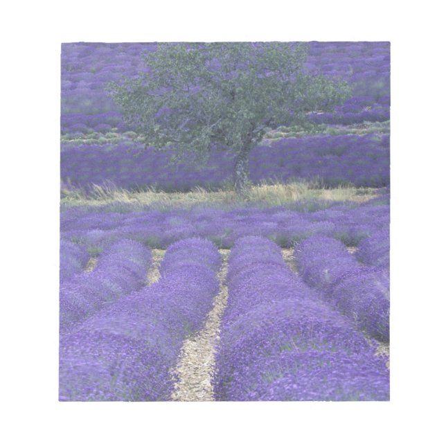 Bloco De Notas Europa, França, Provença, Sault, Campos de lavanda (Frente)