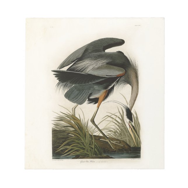 Bloco De Notas Excelente Azul Heron Marsh Bird (Frente)