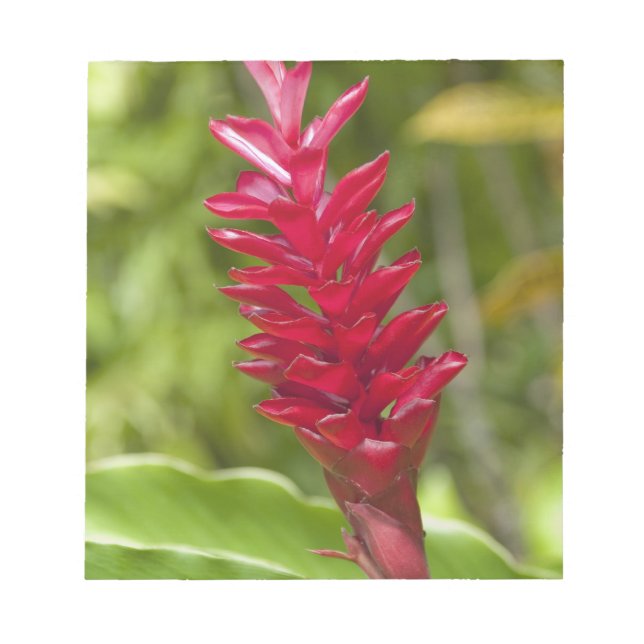 Bloco De Notas Fiji, Ilha Viti Levu. Flor. (Frente)