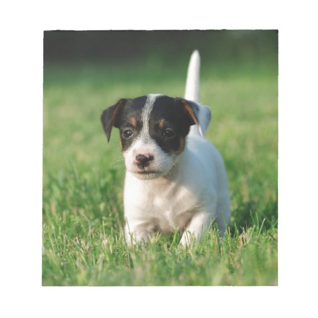 Bloco De Notas Filhote de cachorro de Jack Russell Terrier (Frente)