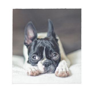 Bloco De Notas Fina the Boston Terrier