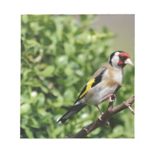 Bloco De Notas FInch