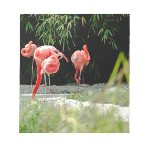 Bloco De Notas flamingo