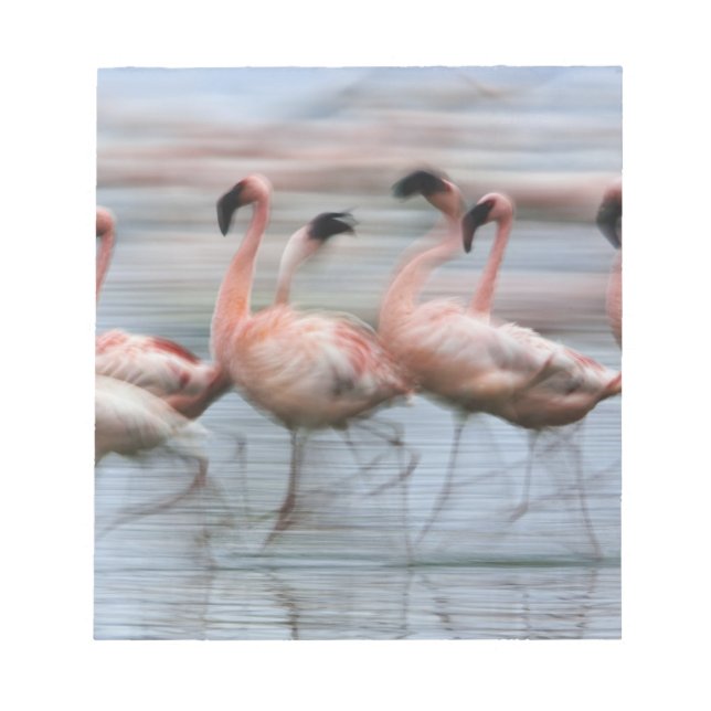Bloco De Notas Flamingos menores em movimento, Phoenicopterus (Frente)