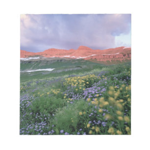 Bloco De Notas Fleabane-roxa (erigeron peregrinus) e Amarela