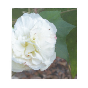 Bloco De Notas flor branca hibiscus mutabilis