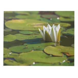 Bloco De Notas Flor de água