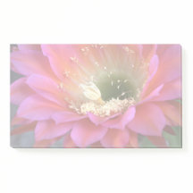 Flor de cacto rosa no deserto