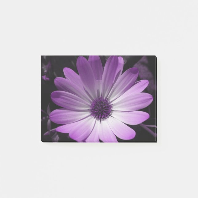 Bloco De Notas Flor de Daisy Roxo Posta que anota Pad (Frente)