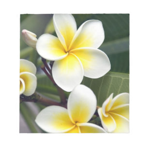 Bloco De Notas flor de frangipani Ilhas Cook