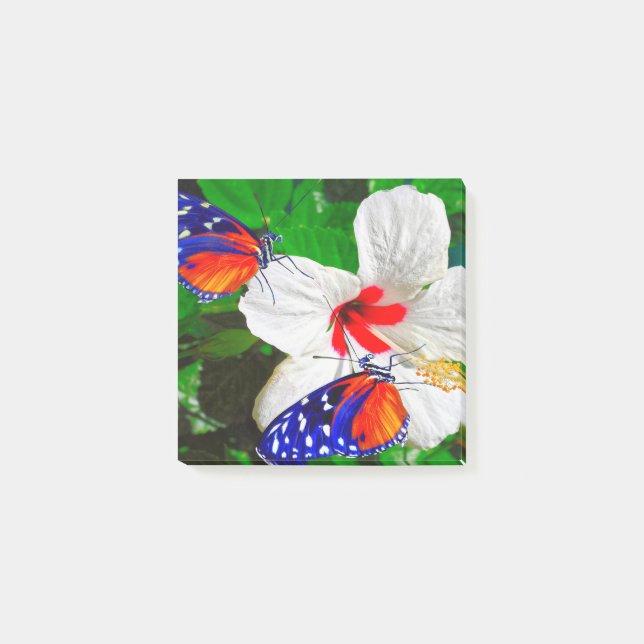 Bloco De Notas Flor de Hibiscus com Tiger Longwing - Notas de Pos (Frente)