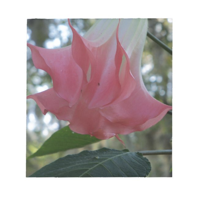 Bloco De Notas Flor de trompete de Angels Rosa (Frente)