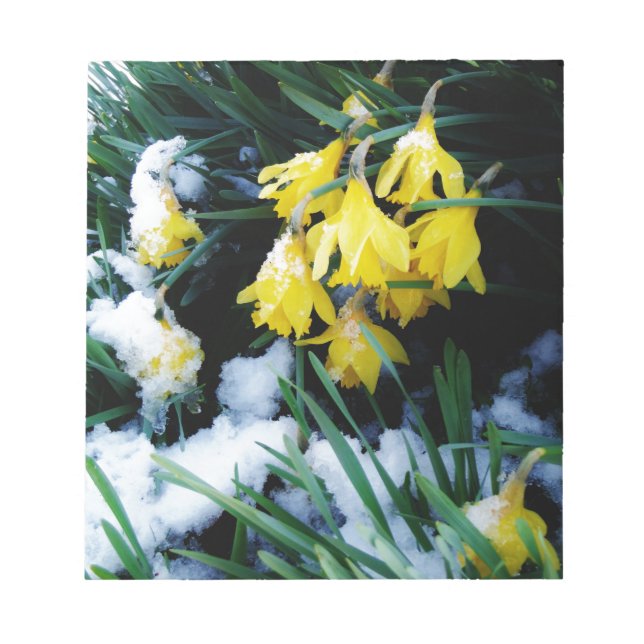 Bloco De Notas Flores amarelas Daffodils na neve (Frente)